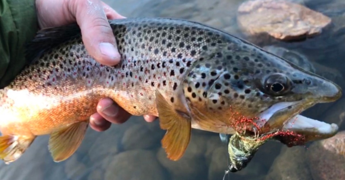 19+ Grand Lake Colorado Fishing