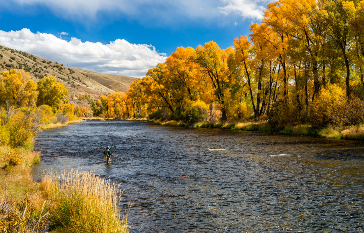 an angler stands in the Colorado River during fall