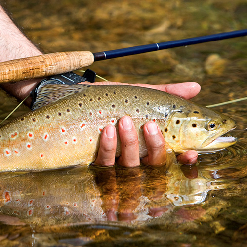 Grand Lake Fly Fishing Store