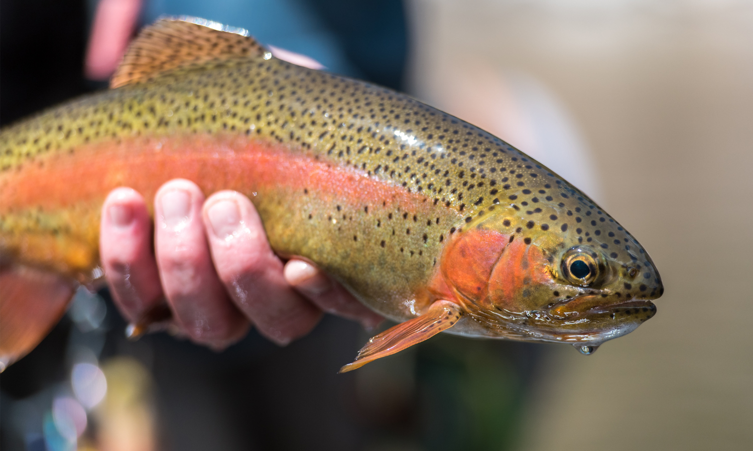 A rainbow trout caught while fly fishing