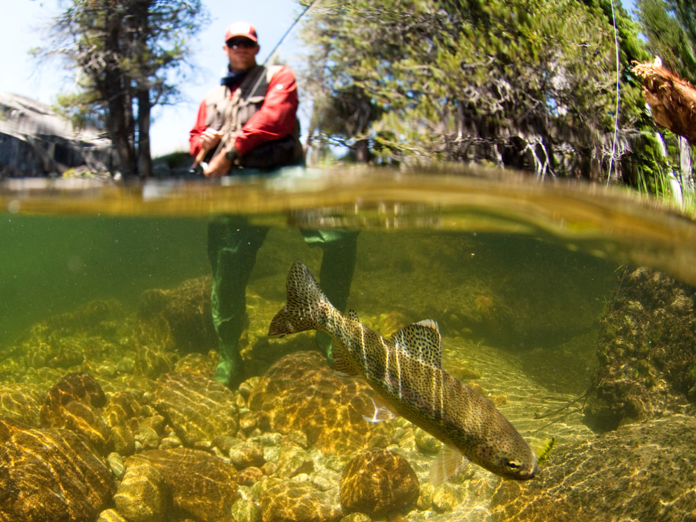 angler stands in river and fights a rainbow trout on a fly rod