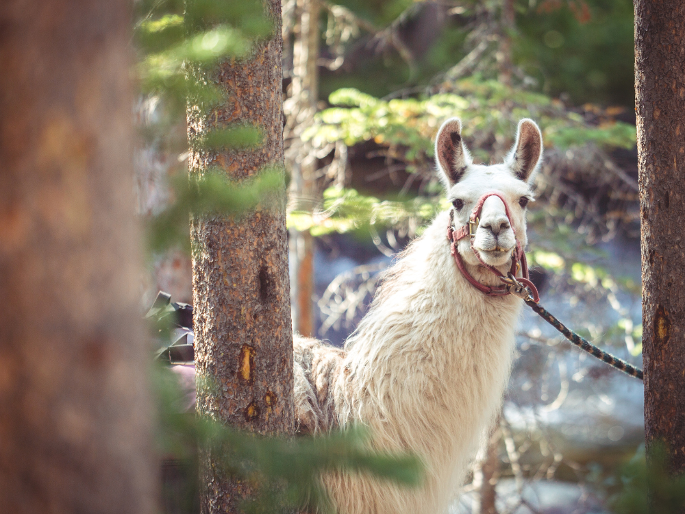 a white llama looks out from behind a tree