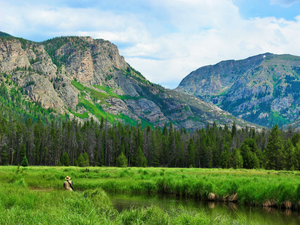 an angler stands in a stream in Rocky Mountain National Park while fly fishing