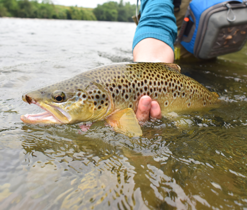 guided fly fishing colorado river