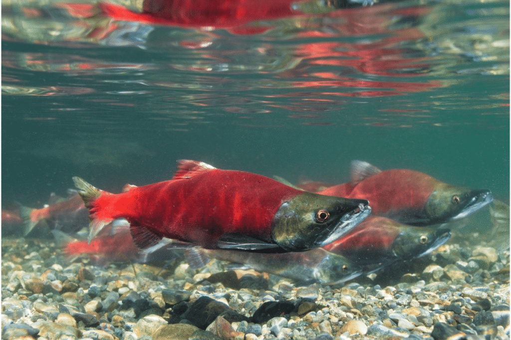 Kokanee salmon swimming underwater. 
