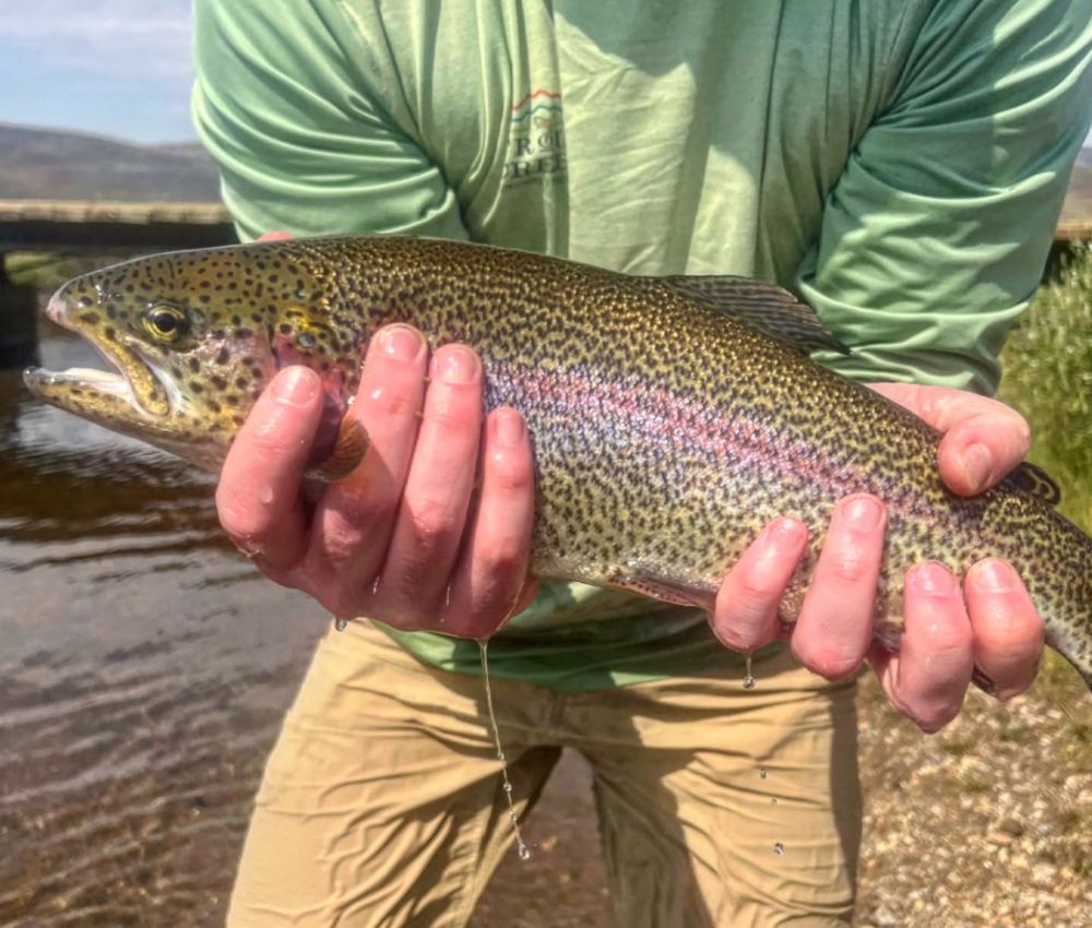 A person hold a large trout they caught while fishing
